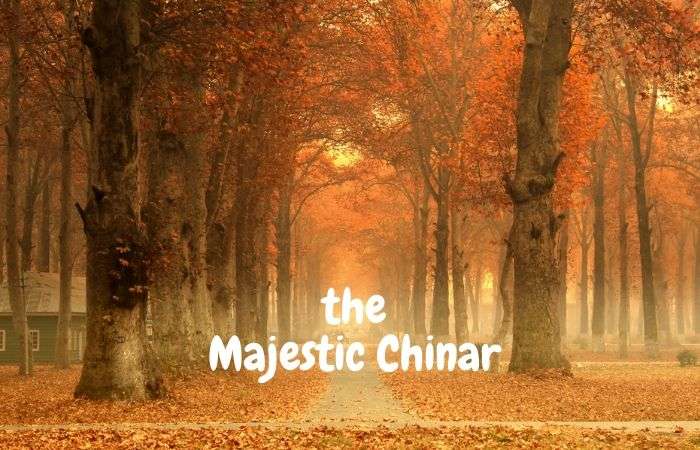 All You Need to Know About the Majestic Chinar Tree