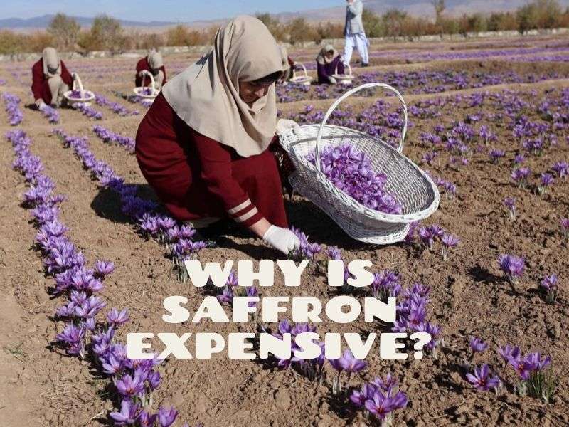 Why is saffron expensive?