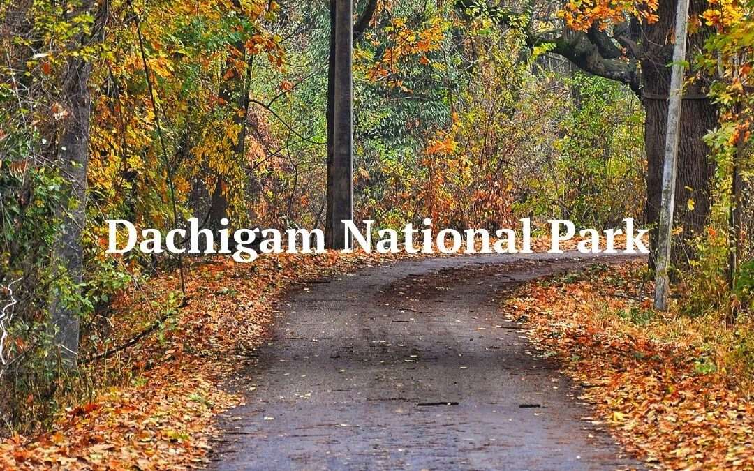 A-Z Guide on the Dachigam National Park