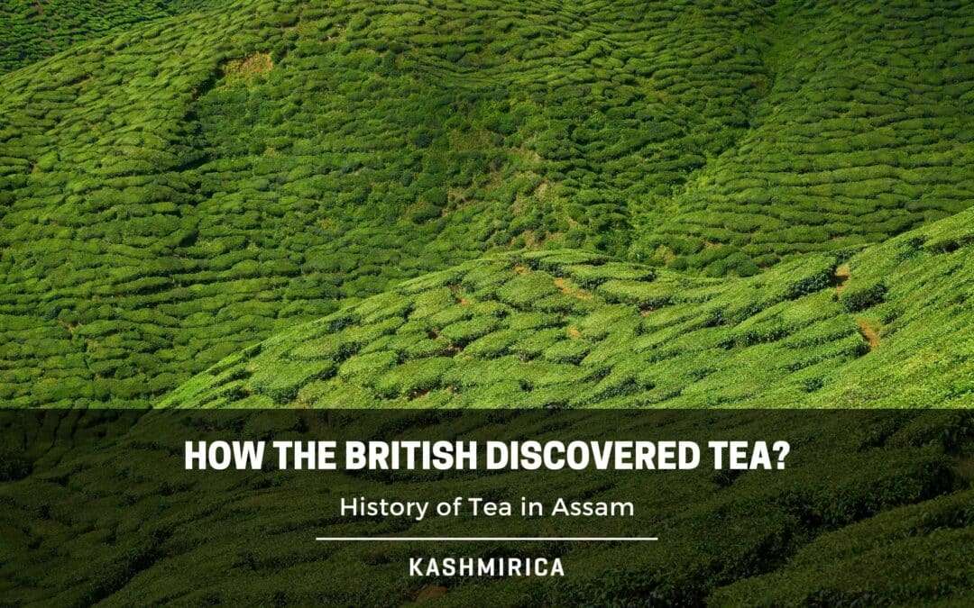 History of Tea in Assam – How the British Discovered it?