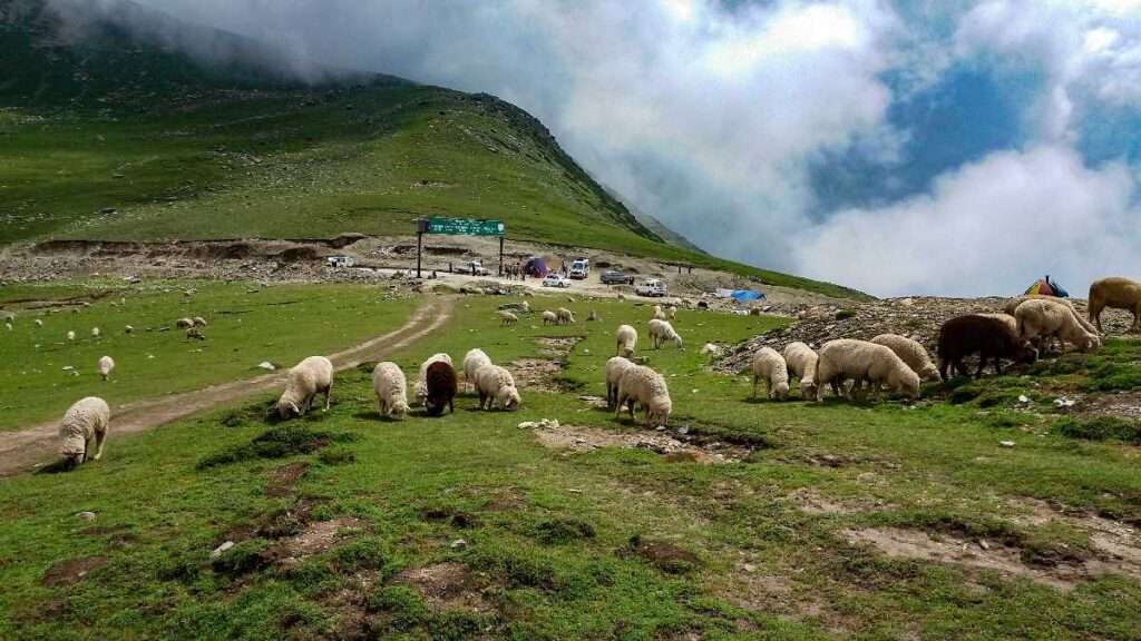Sheep Grazing on Sinthan Top