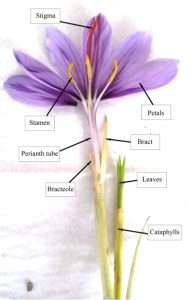 A picture with a detailed and labeled Saffron crocus plant, (The Gathering of Saffron)