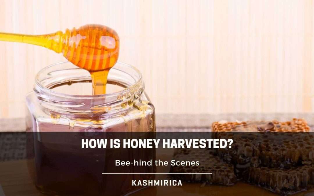 How is Honey Harvested? Learn the Sweet Secrets!