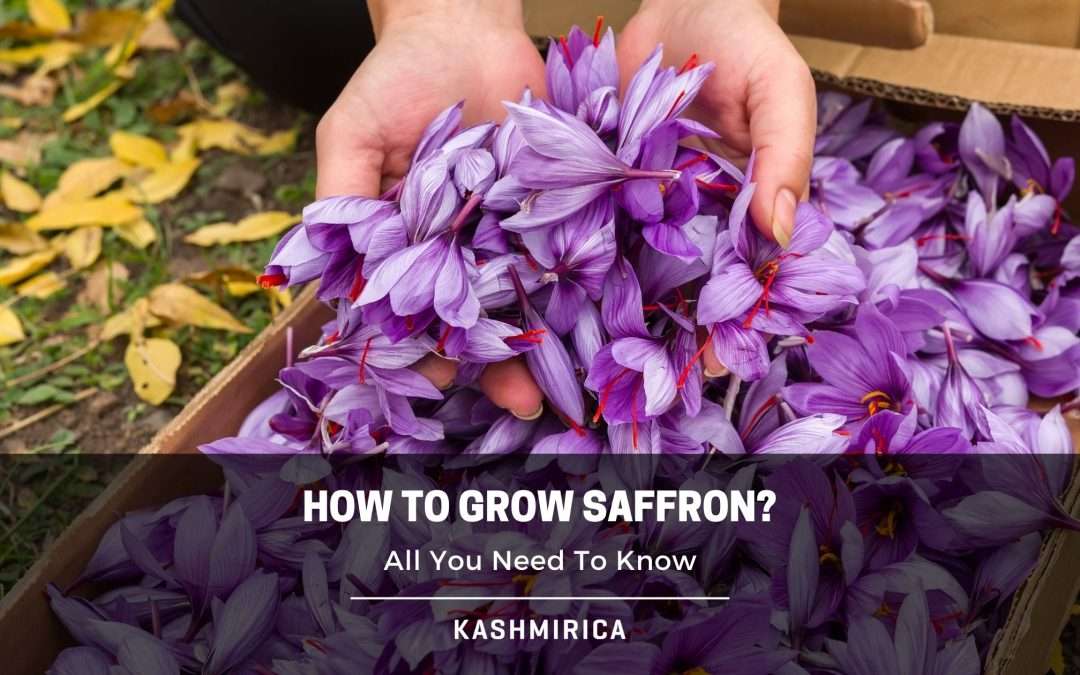 How To Grow Saffron? A Complete Guide