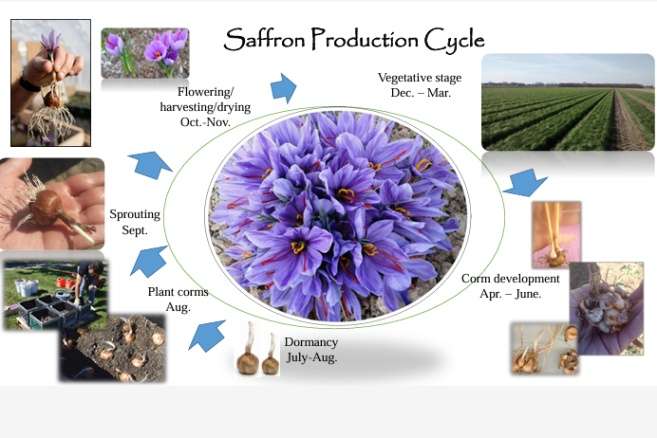 Saffron Production Cycle, (The gathering of saffron)