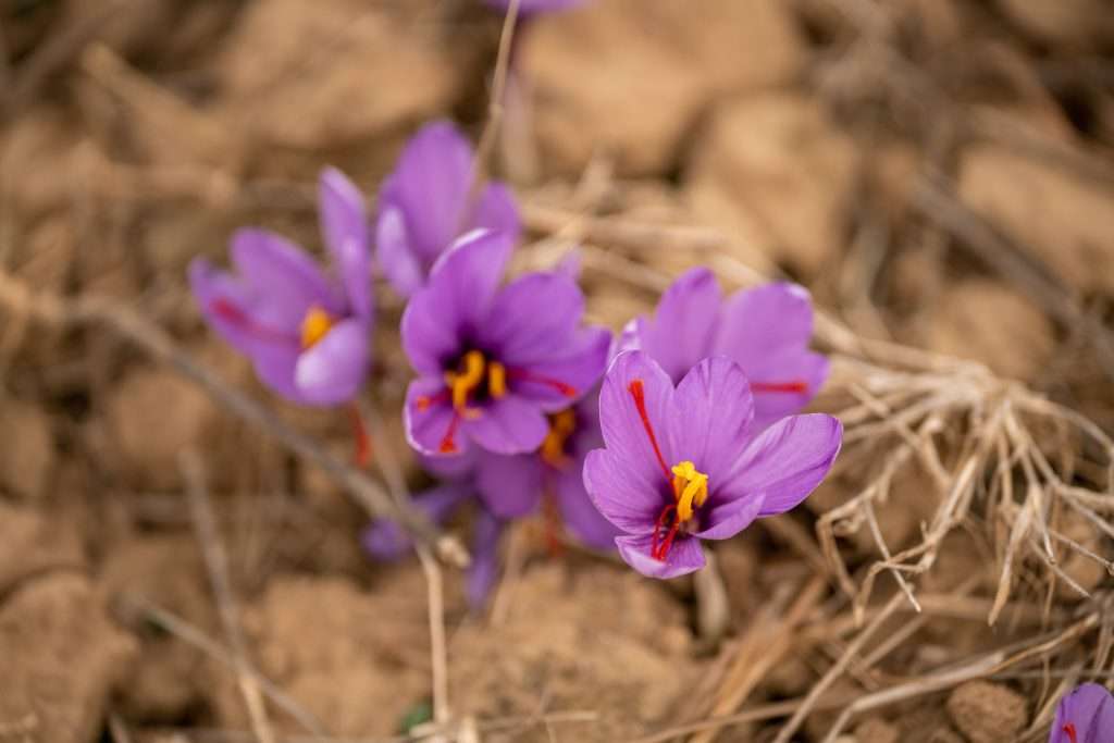 how to grow saffron