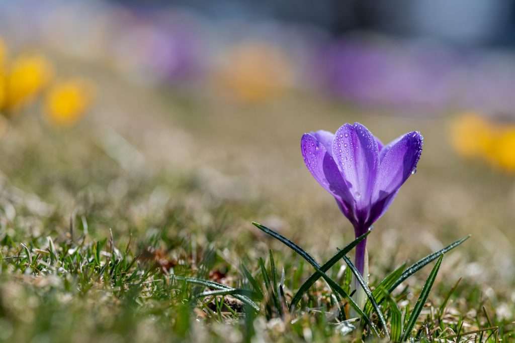 how to grow saffron