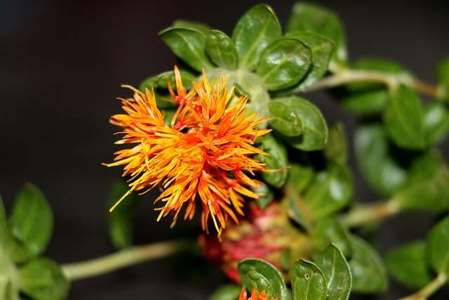 Saffron substitute