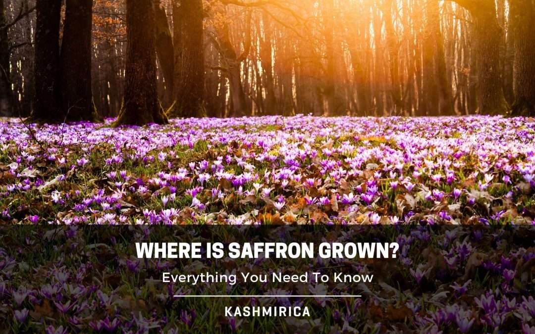 Where is Saffron Grown? Detailed Guide