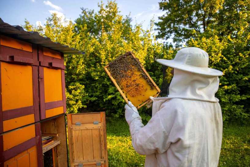 A beekeeper inspecting the hive, to harvest honey