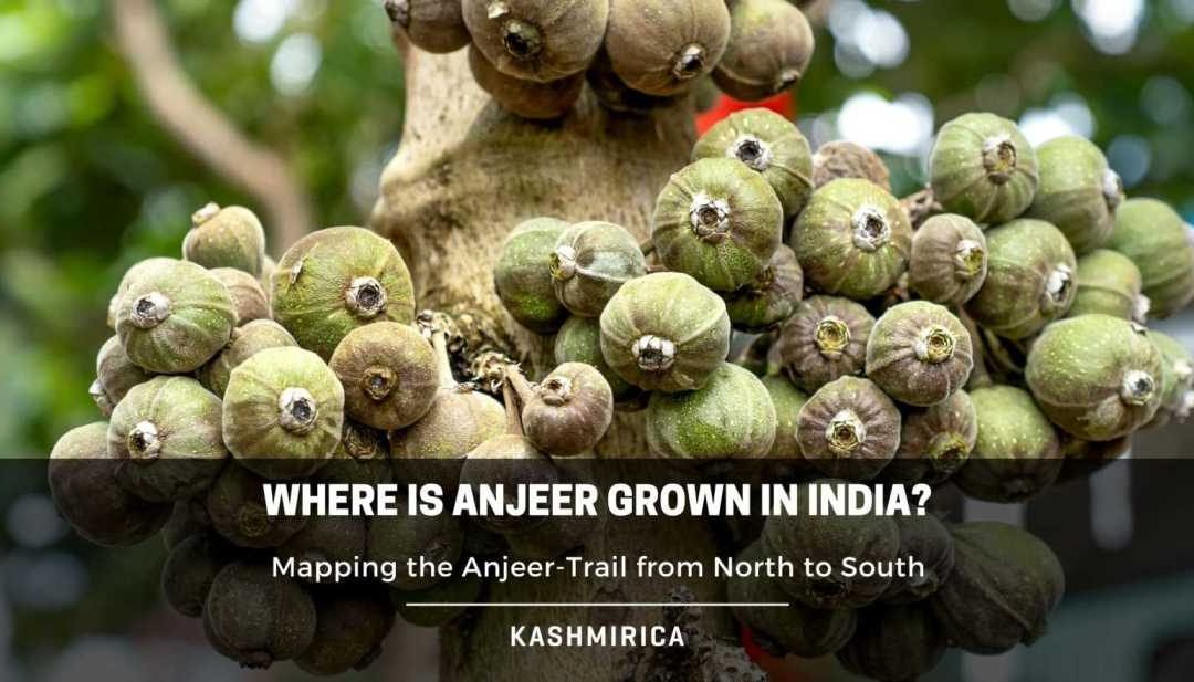 Where is Anjeer Grown in India? Mapping the Anjeer-Trail from North to South