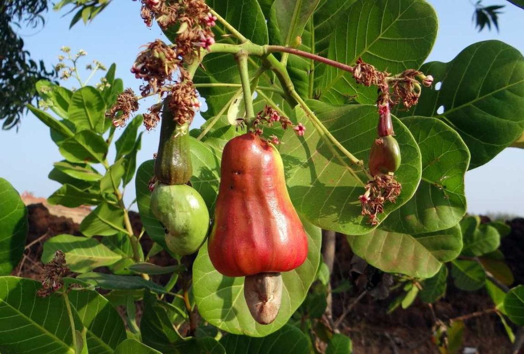 cashews