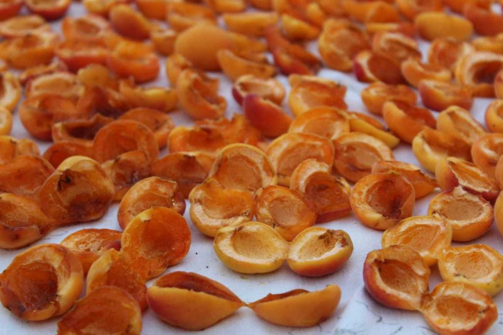 Dried Apricots during Pregnancy