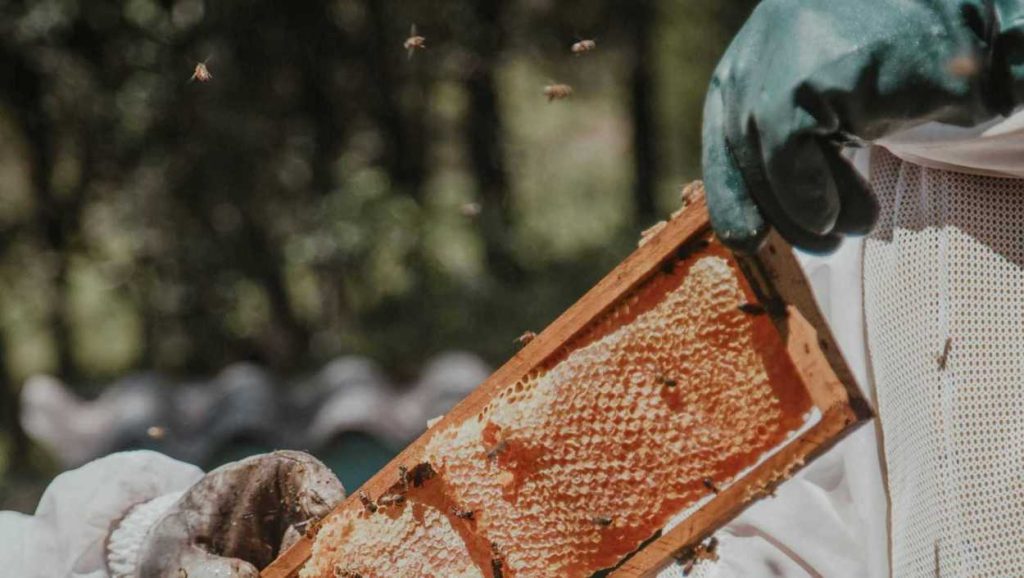 Honey Production