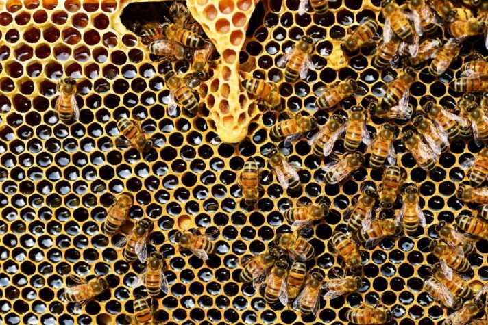 what is honey