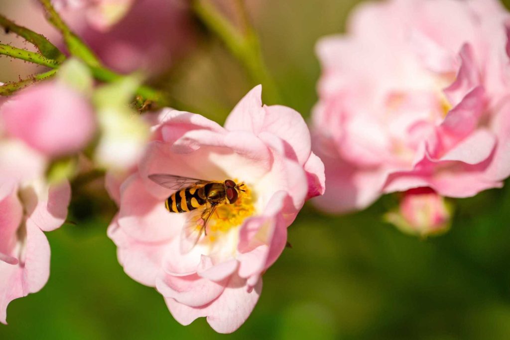Pasturage and Honey production